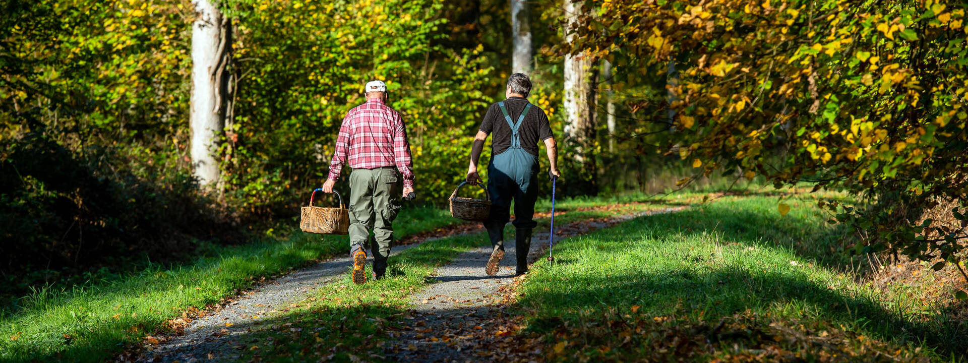 cueillette en forêt de Signy l'Abbaye