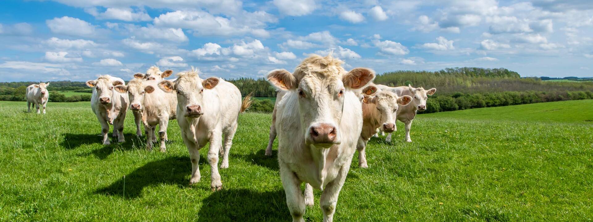 Vaches dans les champs