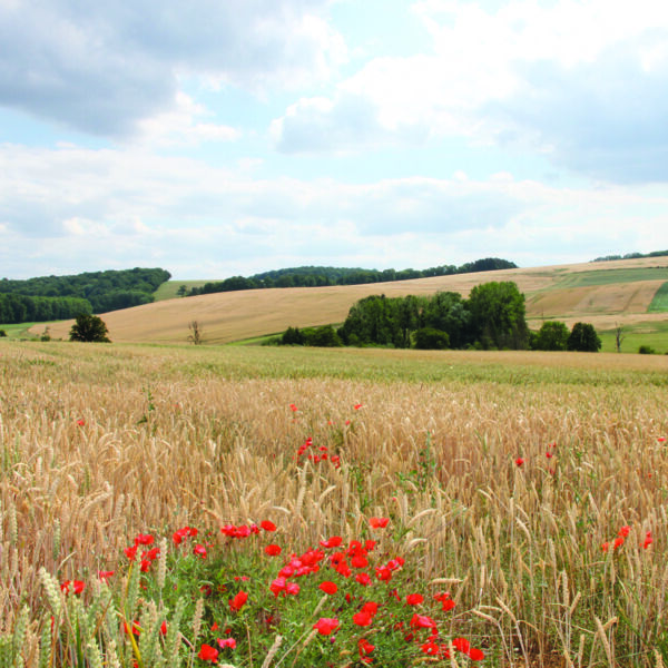 Paysage à proximité de la commune de Warnécourt 
